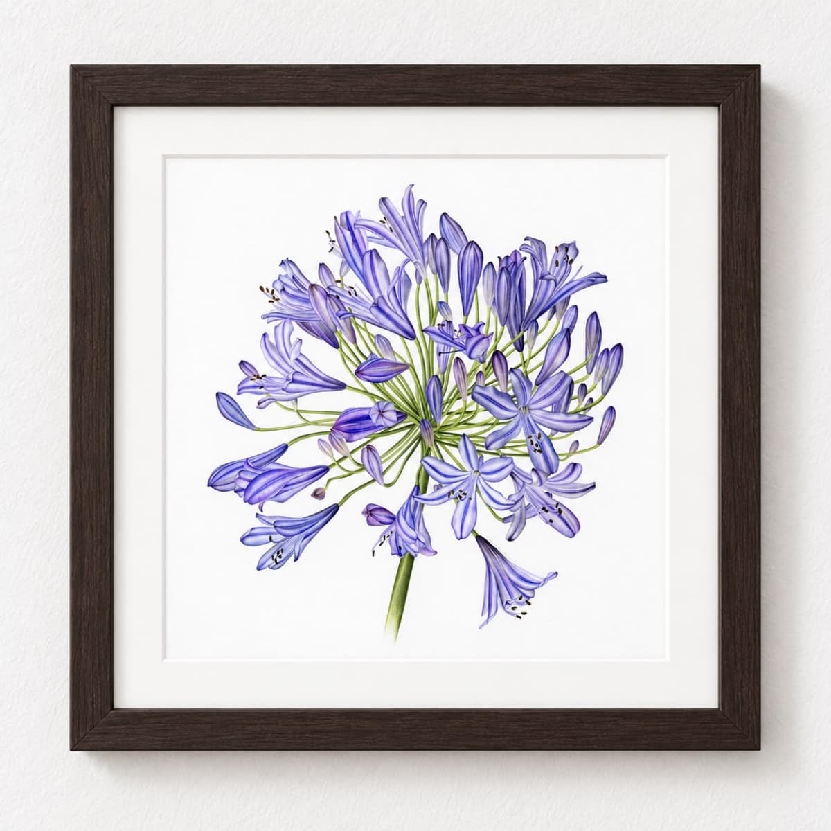 Agapanthus