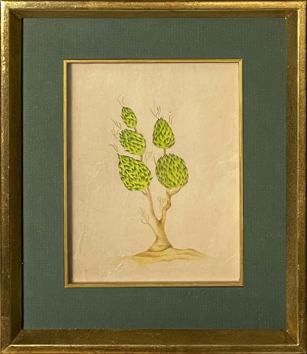 162- Zeytin Ağacı