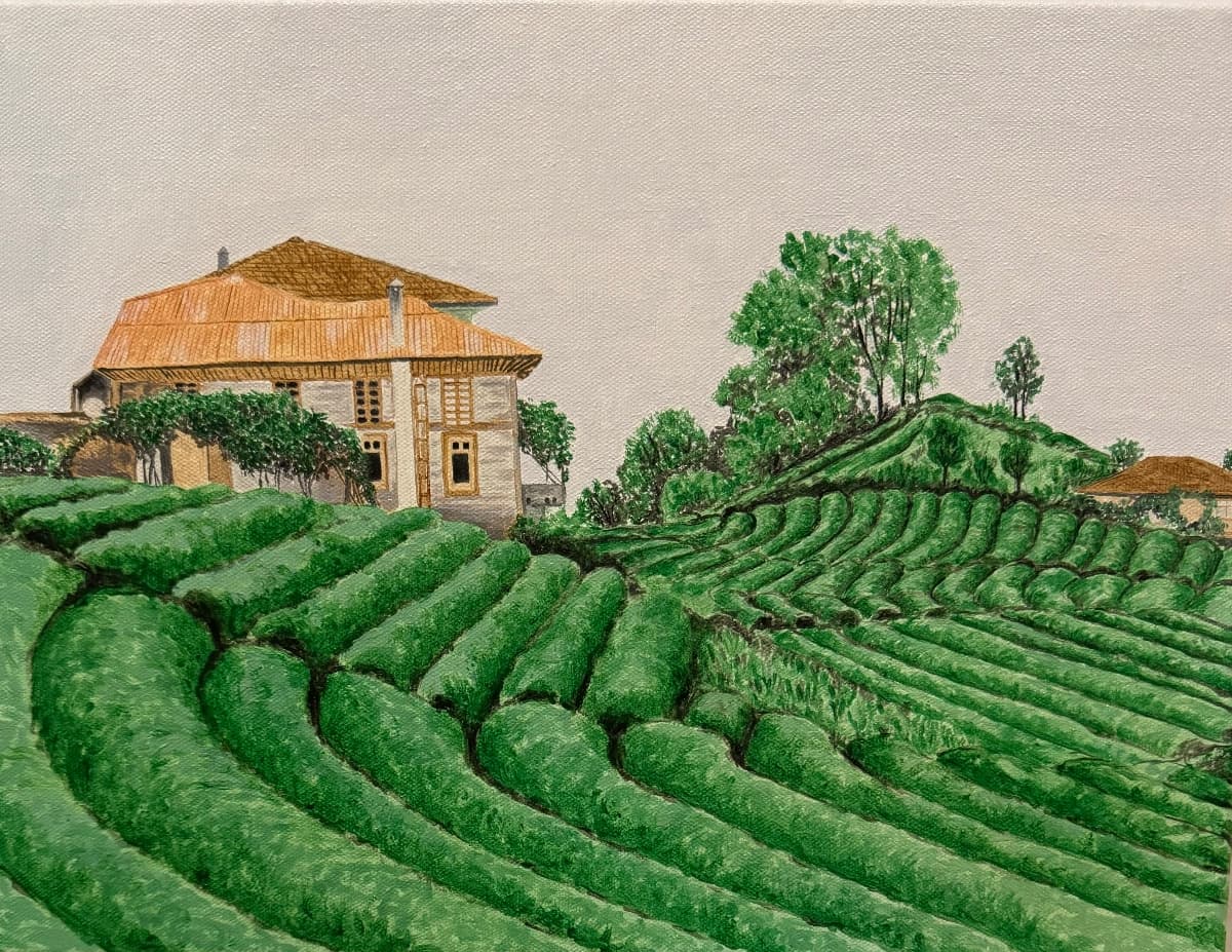 91- Karadeniz'de Çay Tarlası