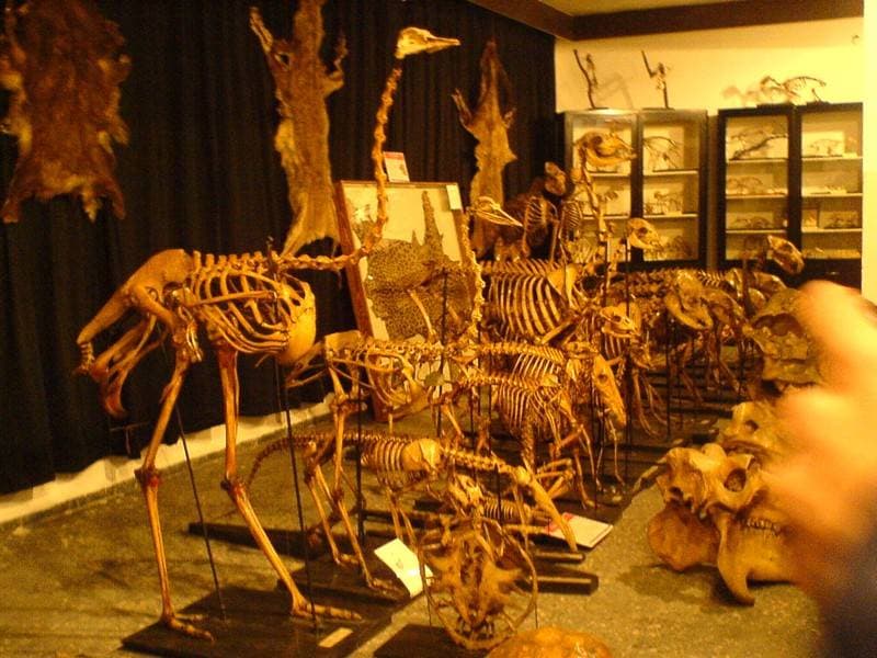İstanbul Üniversitesi Zooloji Koleksiyonu Müzesi