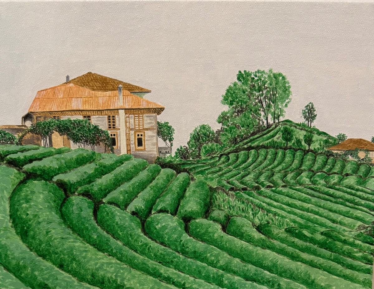 91- Karadeniz'de Çay Tarlası