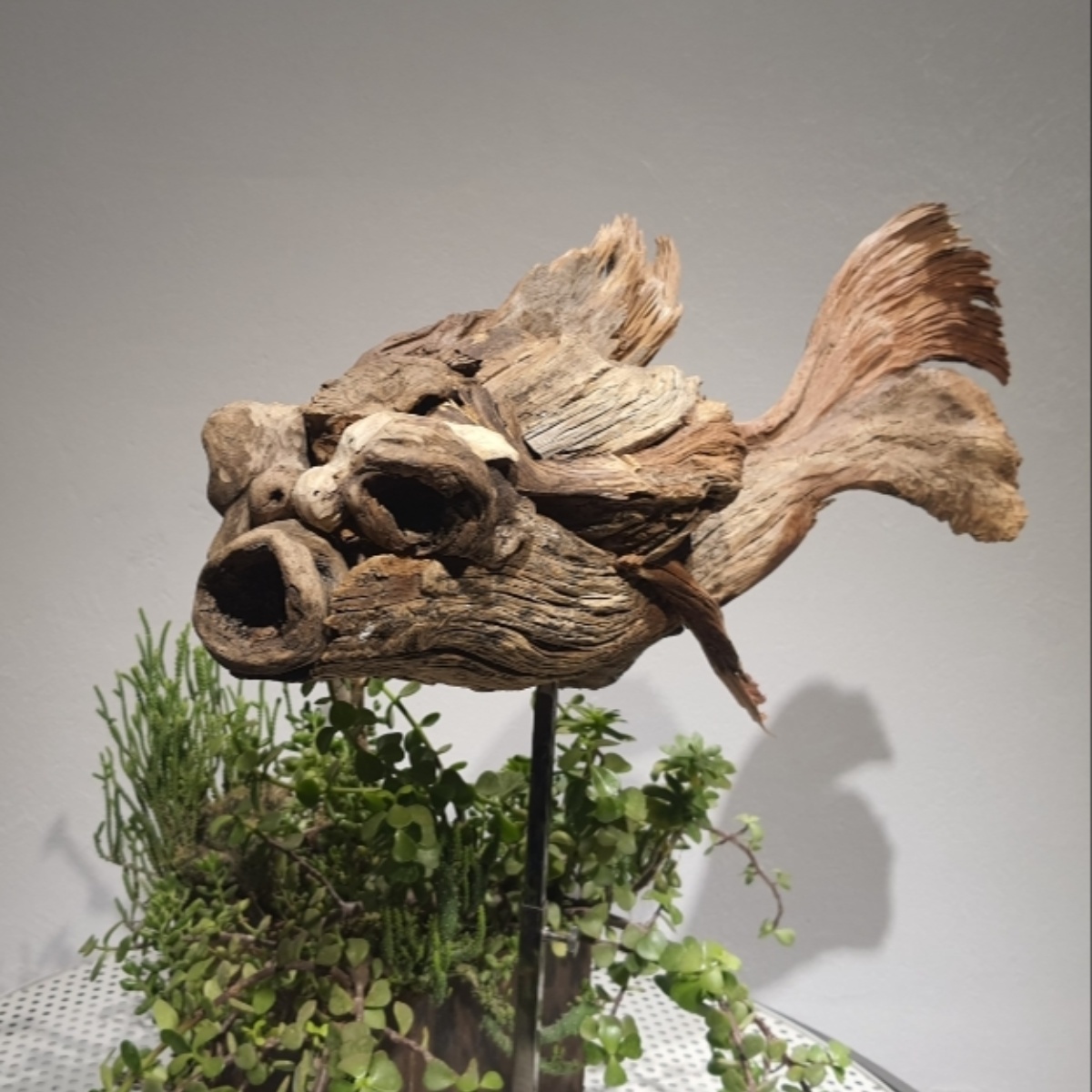 Teleskop gözlü japon balığı